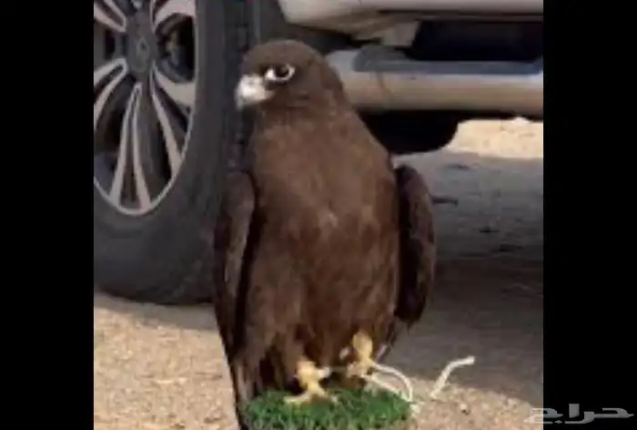 مطلوببب بكه نادره 0