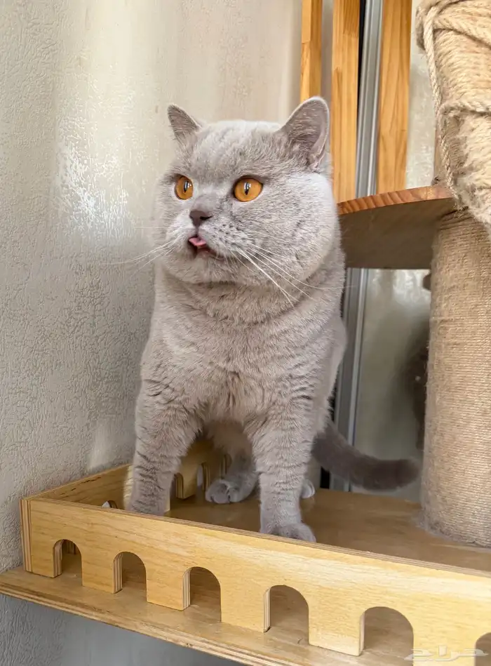 ذكر برتش ليلك مسجل ( للبيع ) 4