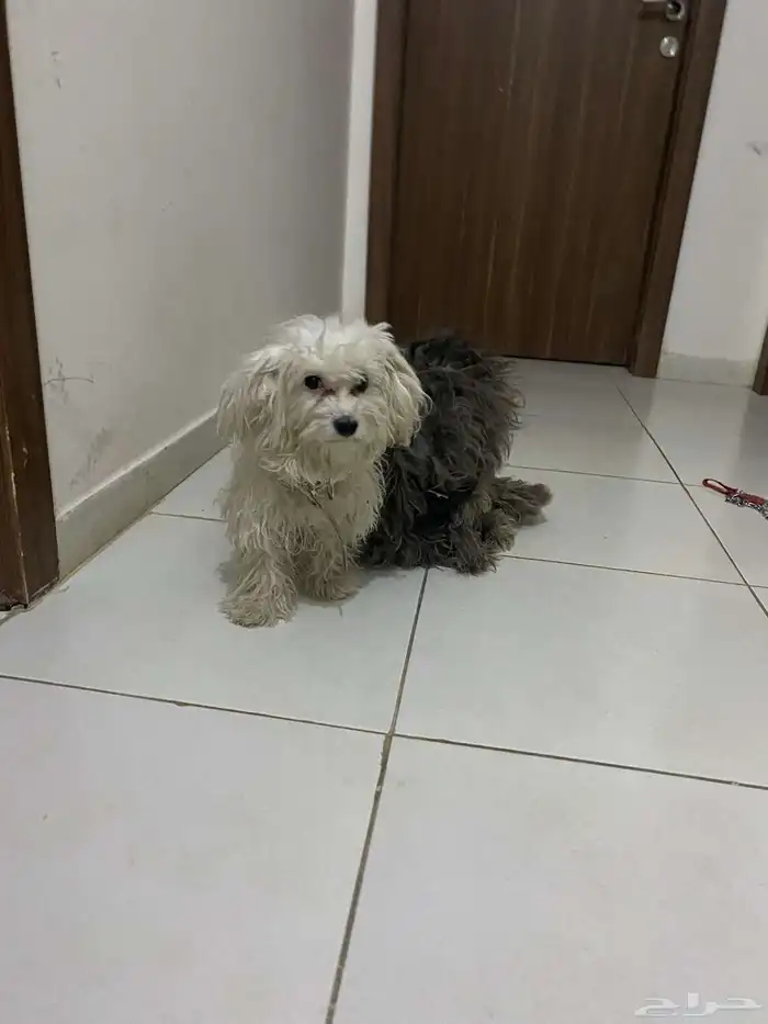 جرو مالتيز 1