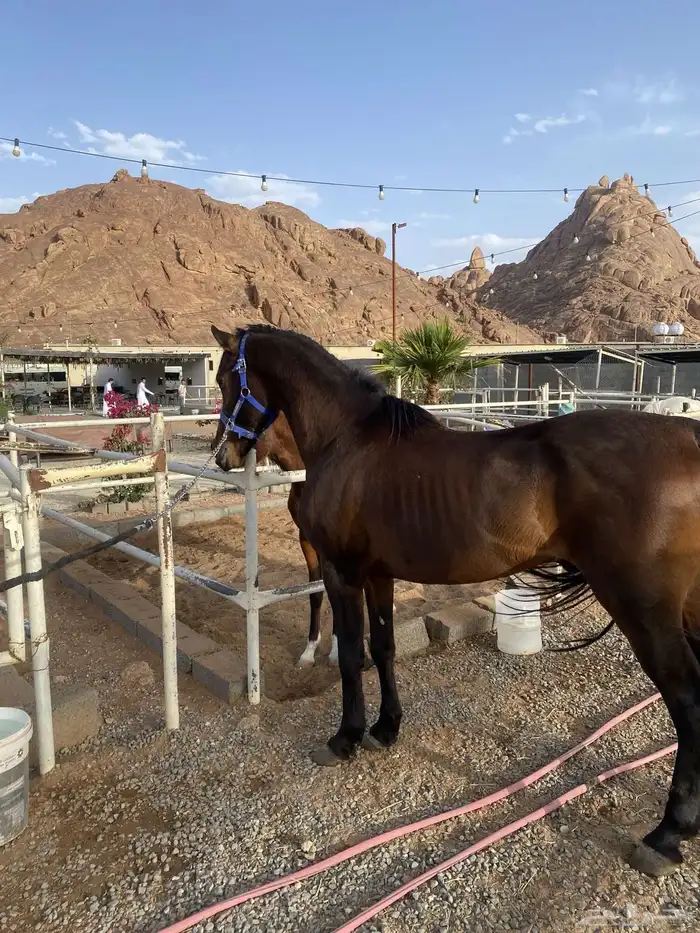 حصان ركوب طرب 1