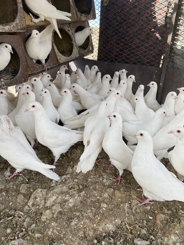 حمام فرنسي سوبر جانبو 27