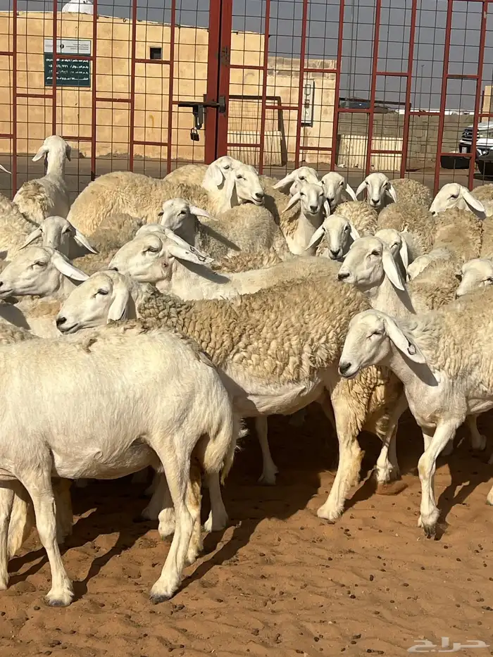 حريات صنف الصنف مراح متعوب عليه 23