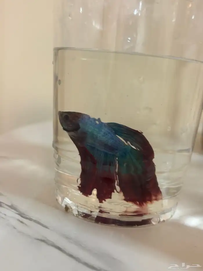 اسماك الفايتر 13