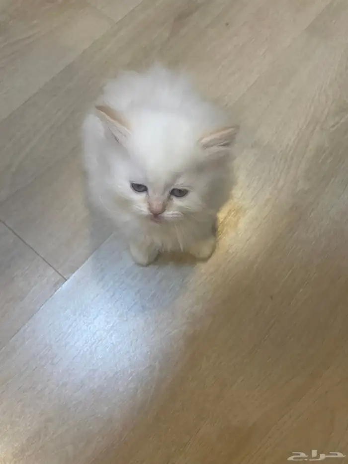 6 قطط للبيع 3