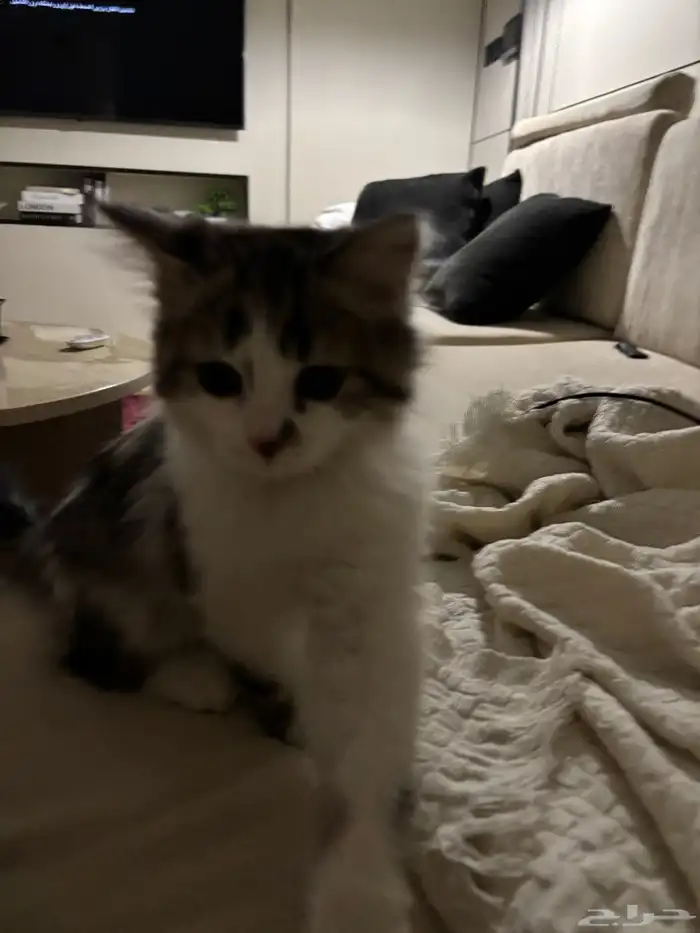 للتبني قط شيرازي صغير مجاني مع اغراضه 200 3