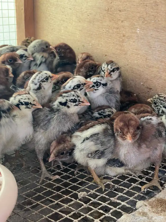 صوص بلدي فيومي شبابي احجام 3