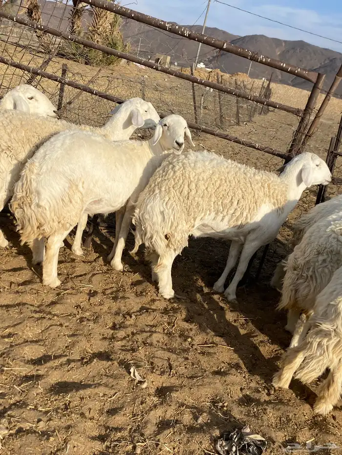 رخال حريات صنف الصنف دفيع 0