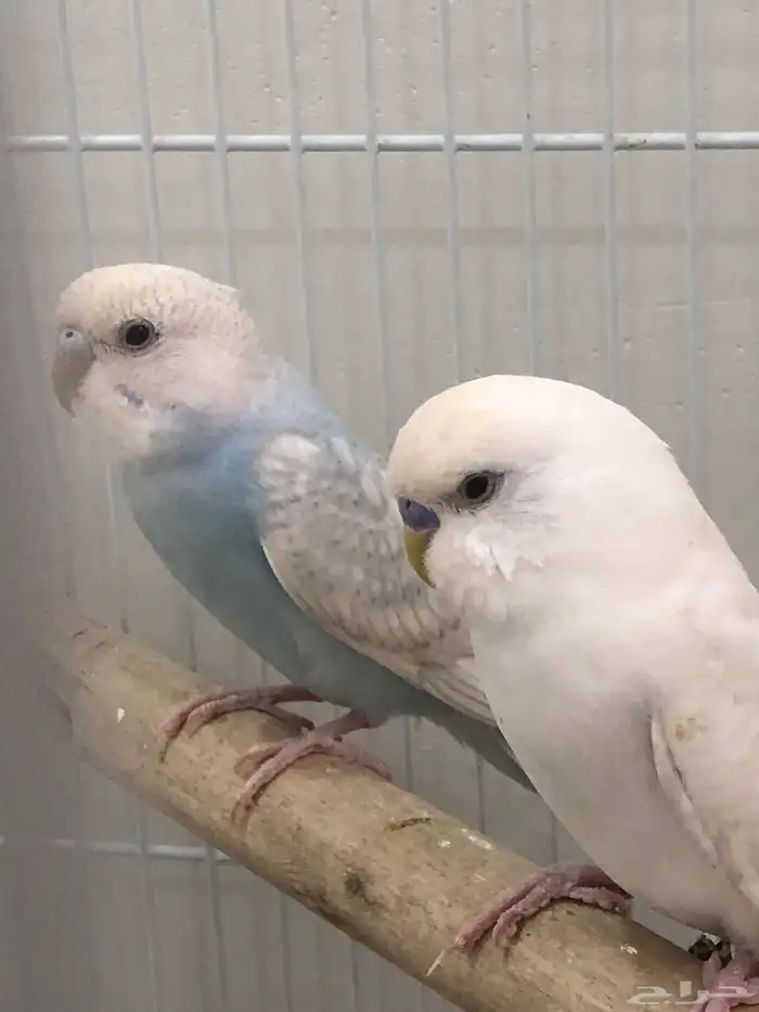 جوز بادجي للبيع 2