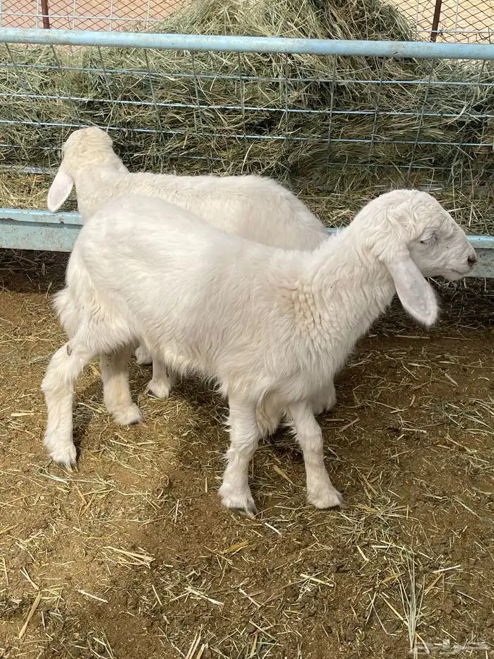 بهم حري بهم دواغير 0