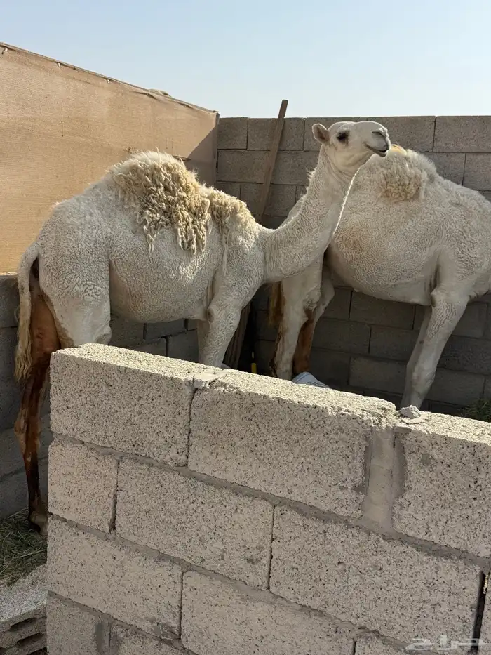 ناقه وضحا ضريبه 5