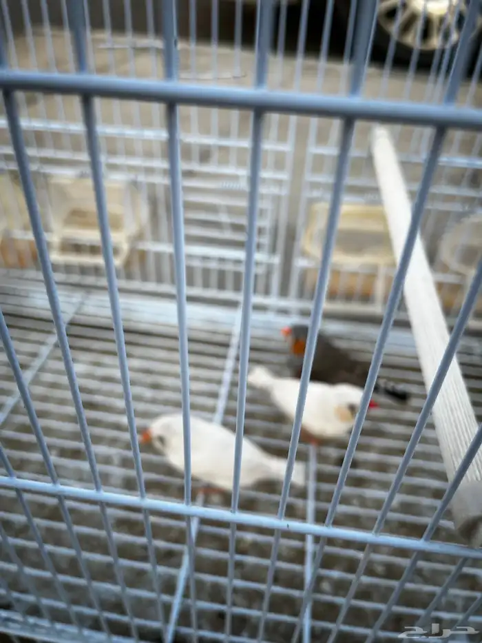 طيرور زيبرا ذكرين 2