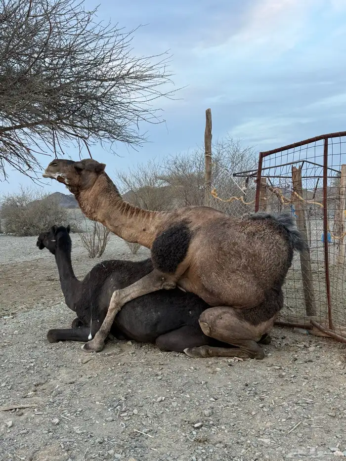 للبيع بعير حمر جرم كايف ضراب وعشار 22