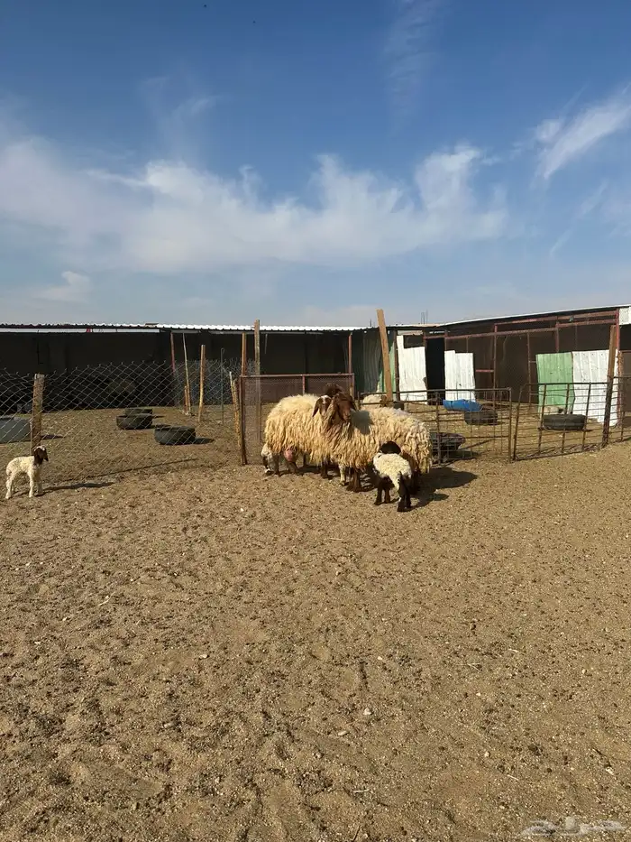 مطافيل انعيم طيبه اللبييع 9