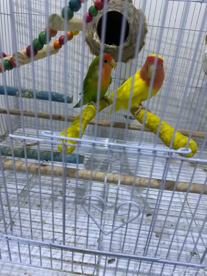 زوج روز مشروط مكينت انتاج في ذمه ماعه 6بيضات انثى عين حمرا 1