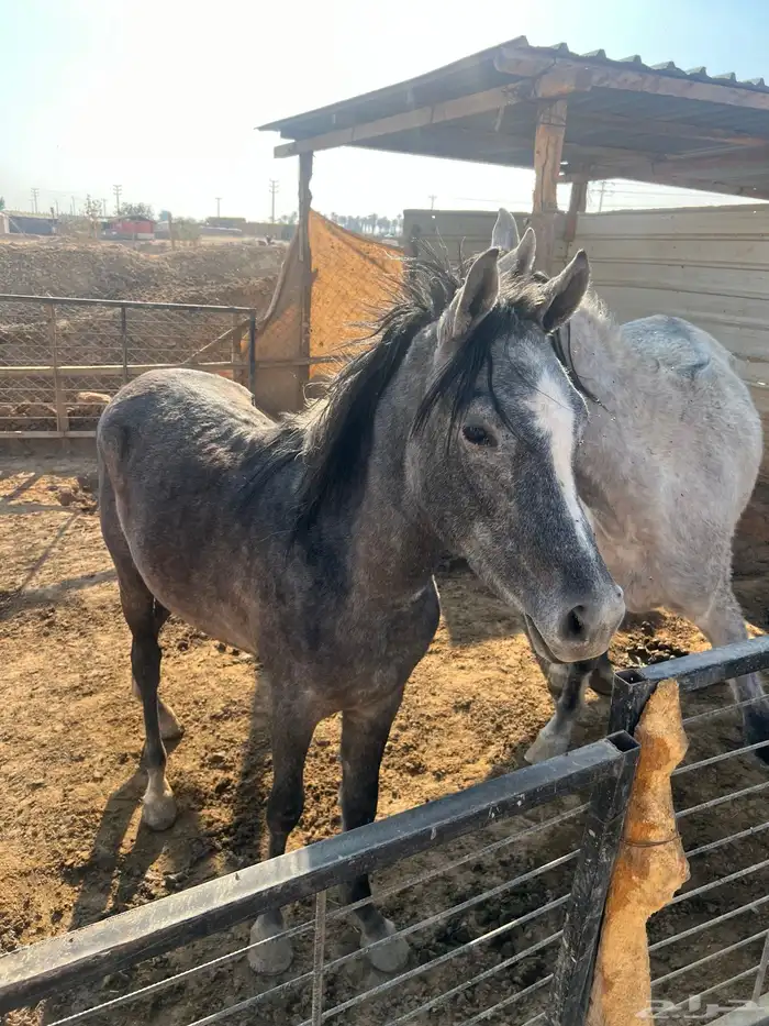 فرس شعبية ومهر 3