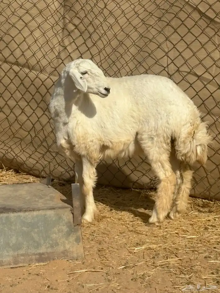 رخل حريه صنف 0