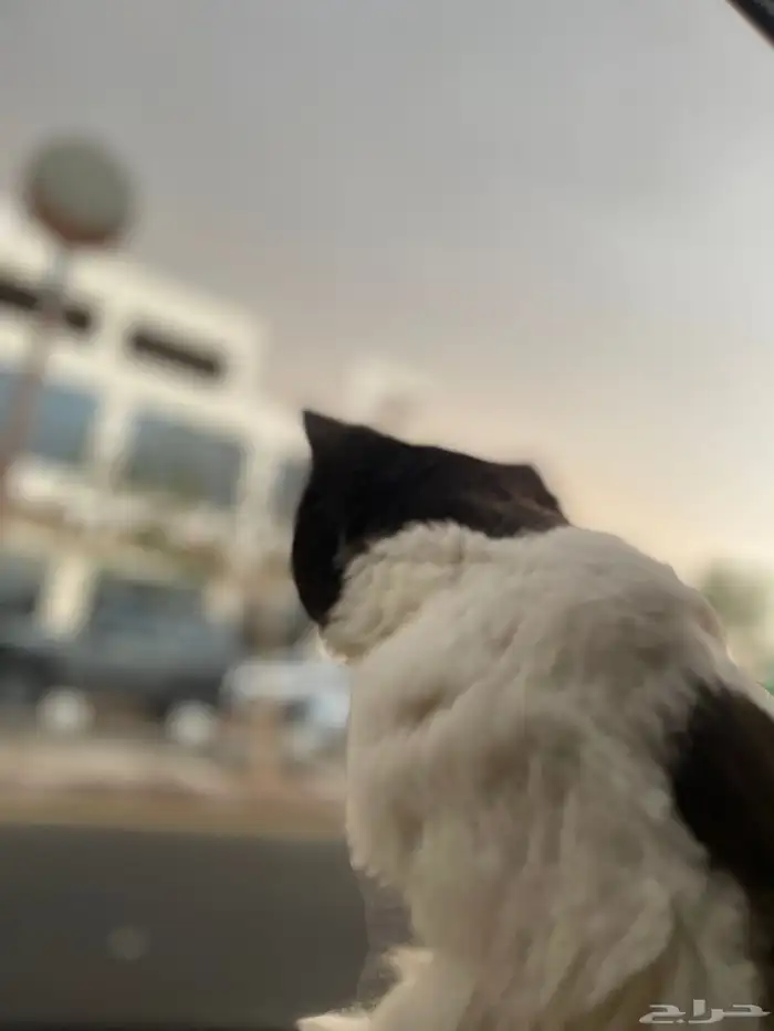 قط ذكر معقم ( للتبني ) 5