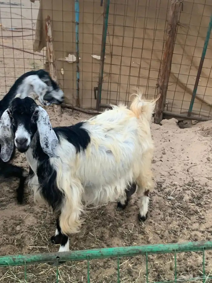 للبيع معزا مقربات على ولاده 10