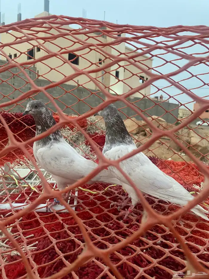 حمام يكستاني طيار 2