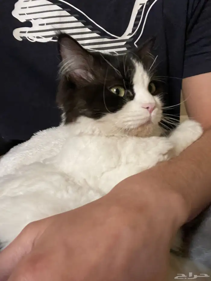 قط ذكر معقم ( للتبني ) 9