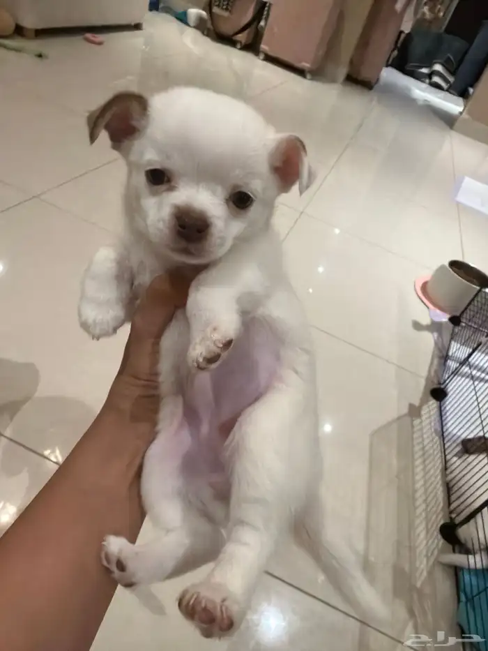 شيواوا بومرانين للبيع تي كب بنت العمر 45 يوم 6