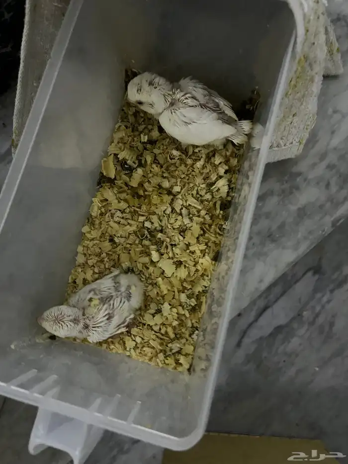 فروخ روز البينو 3