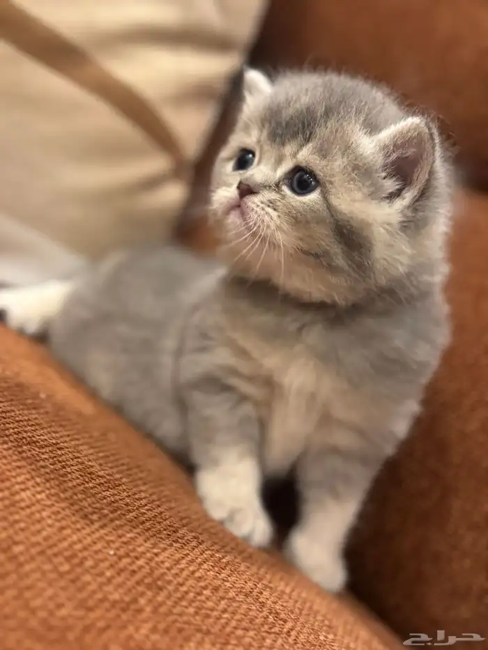 قطه للبيع 3