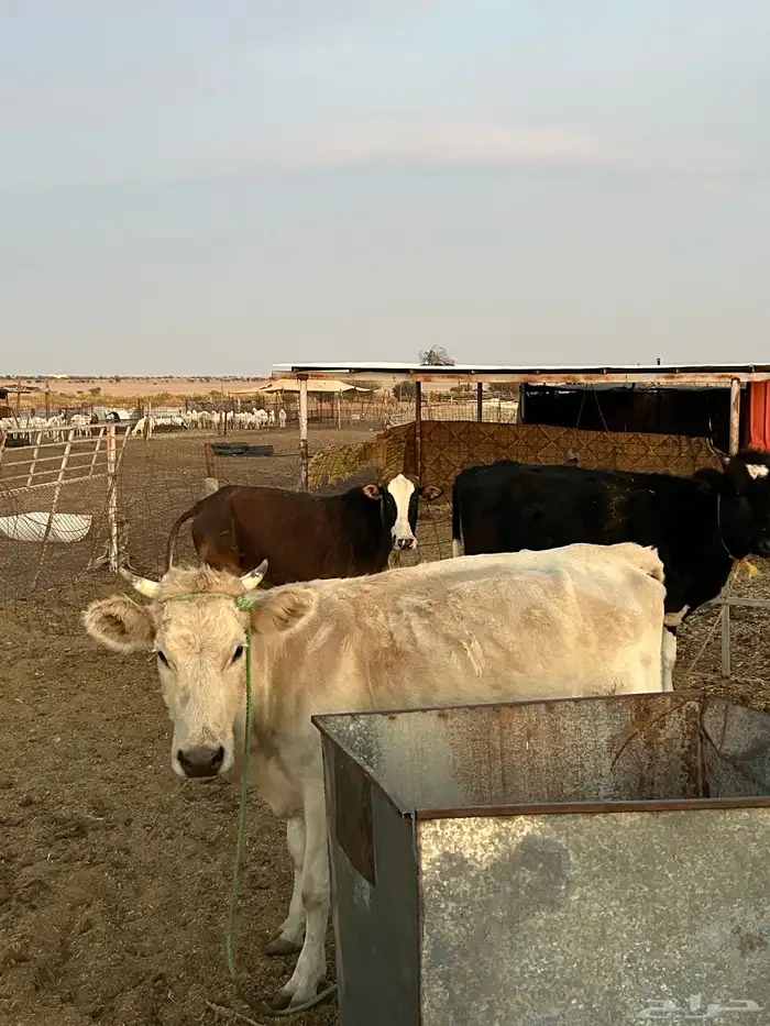 بقر خلفات للبيع 3