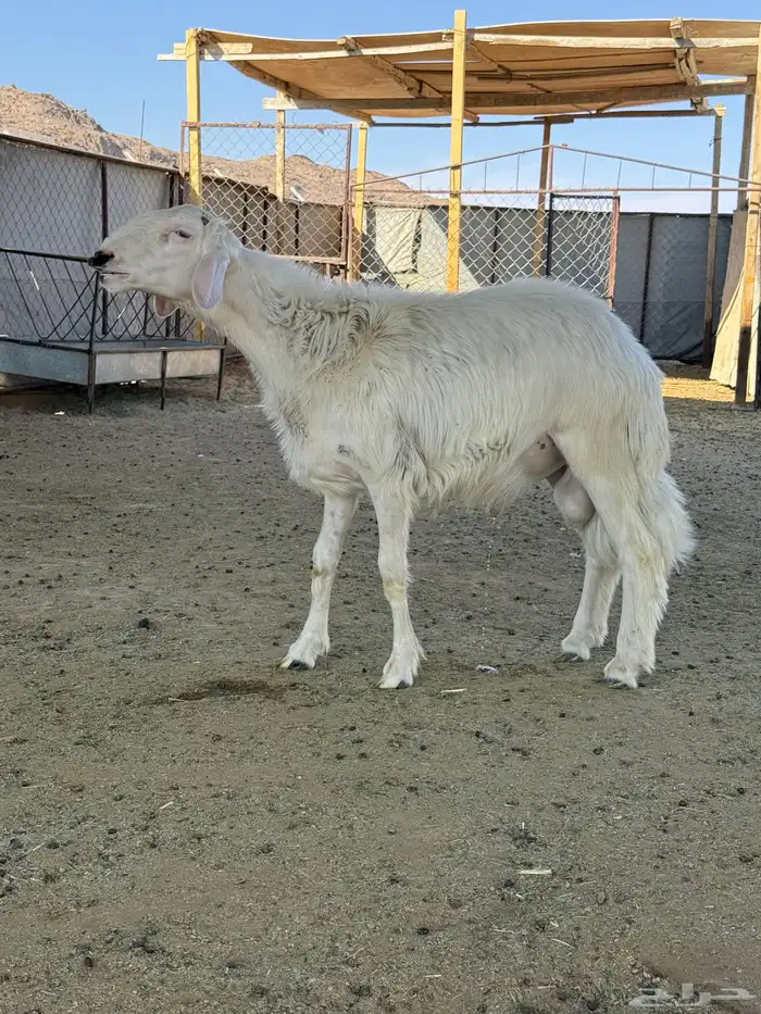 خروف اصفر كفو مشروع فحل 2