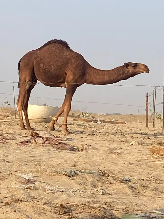 بكره وقعود للبيع 3