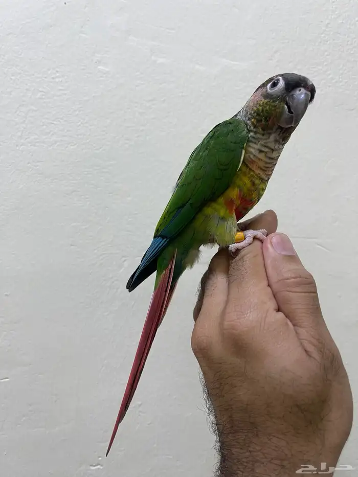 انثى كنيور يلو سايد رد فاكتور 2