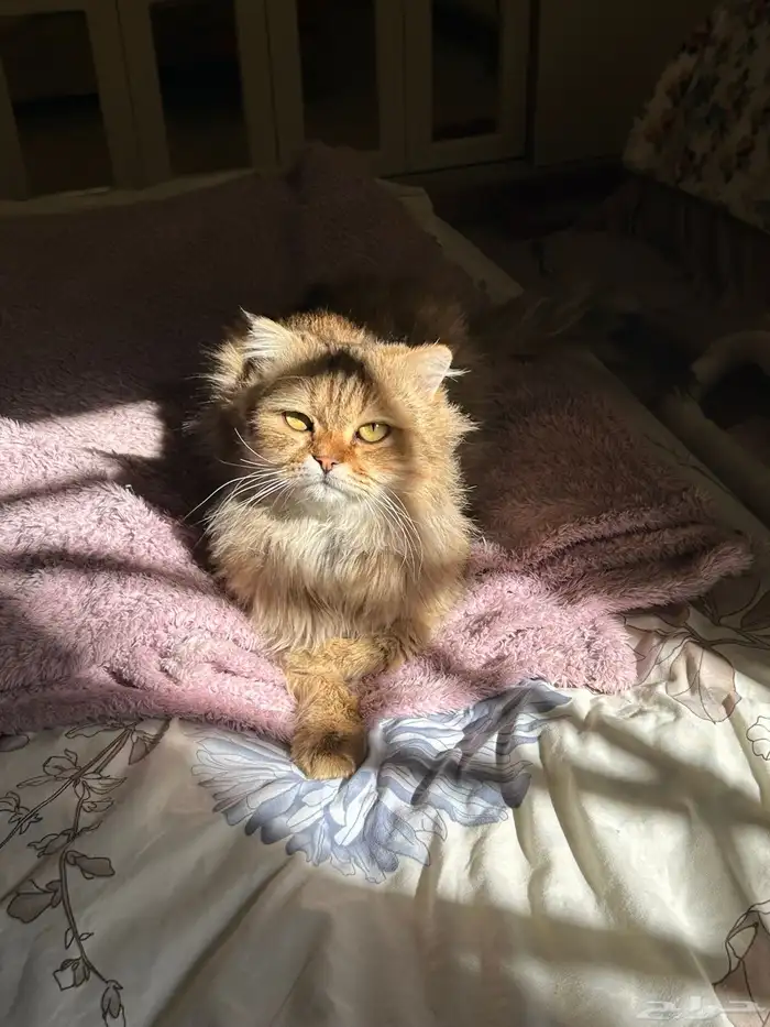 قط شيرازي تبني 2