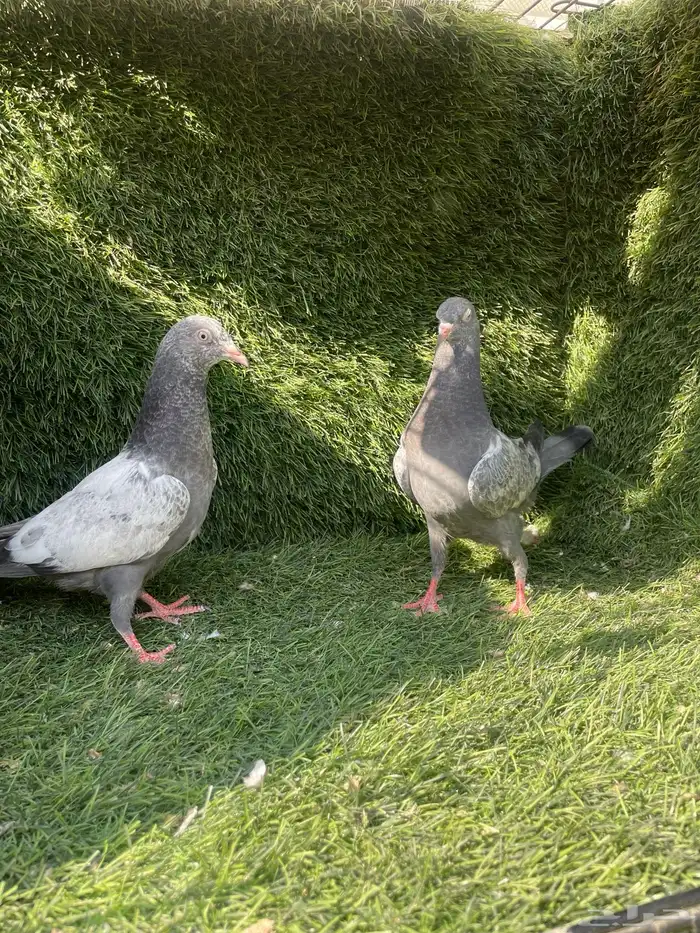 سهران بوري 3