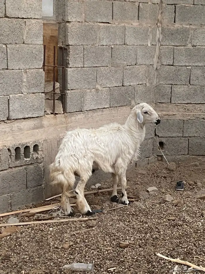 خروف بلدي صحته شرط 0