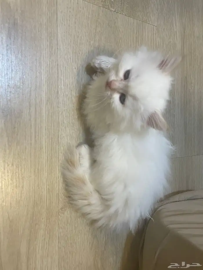 6 قطط للبيع 1