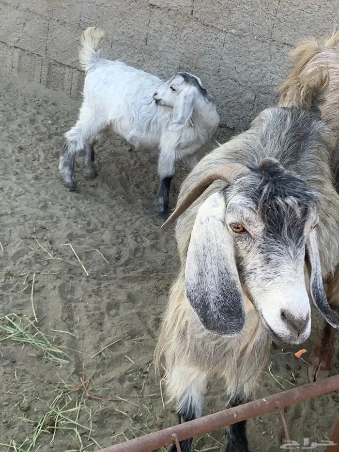 عنزين يتبعها 3 4