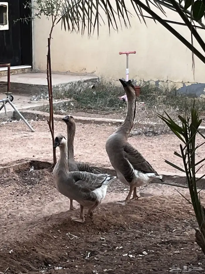 وز عراقي شرط 1