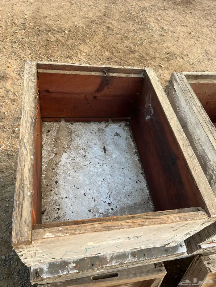 خلايا نحل افرنجي 21