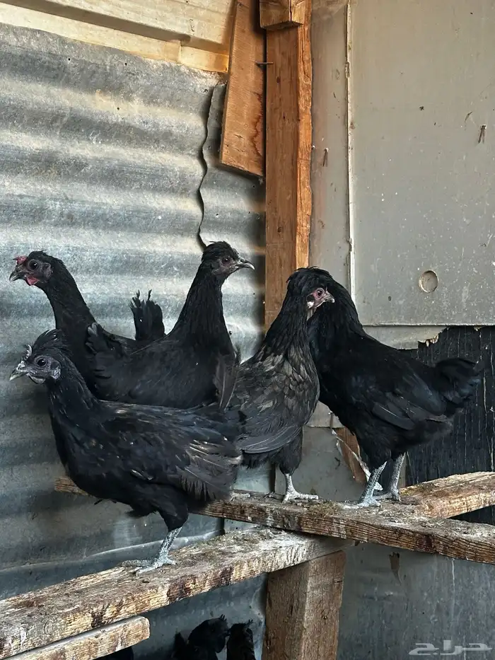 دجاج للبيع 7