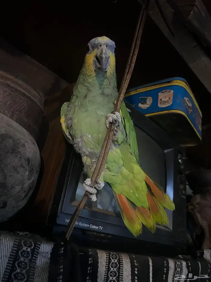 ببغاء الامازوني 1