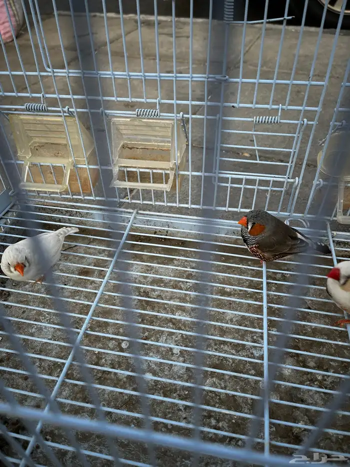 طيرور زيبرا ذكرين 3