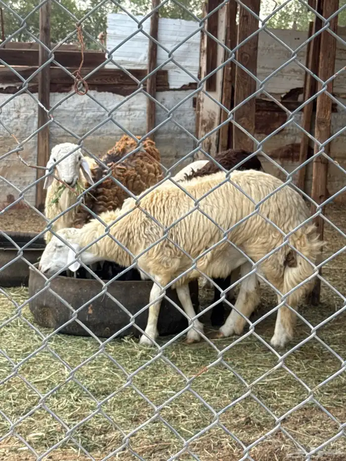 4 طليان للبيع شحم ولحم 0