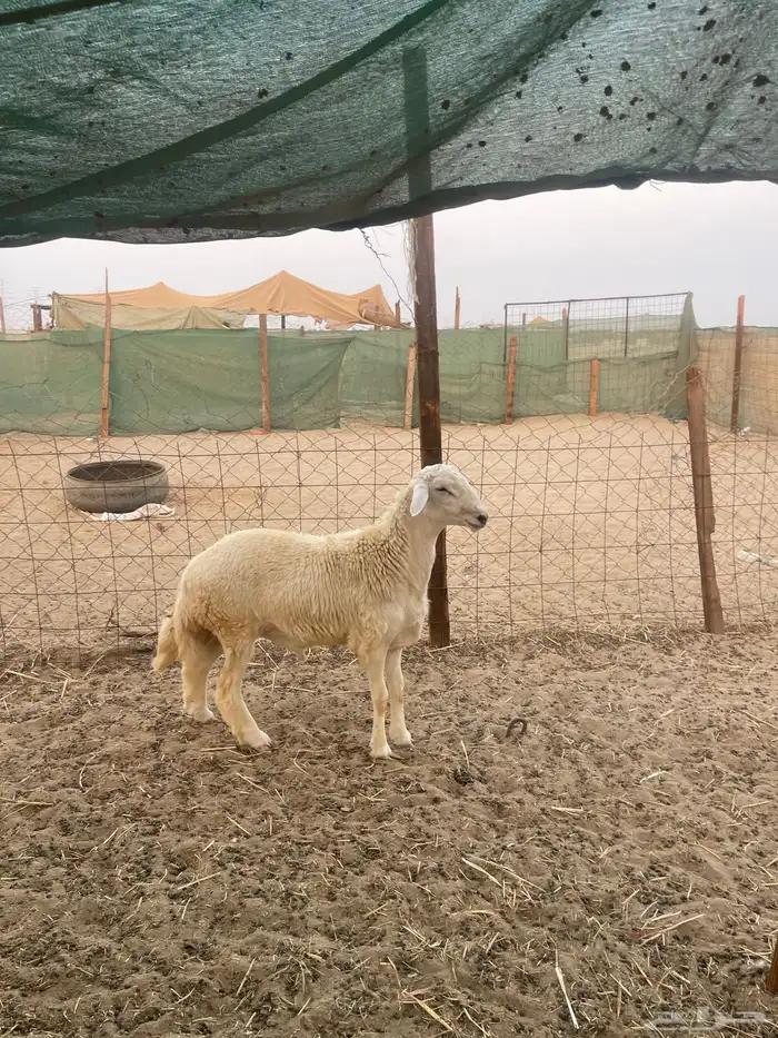 ذبائح حري وسواكني نظيفة على البرسيم والشعير شرط 0