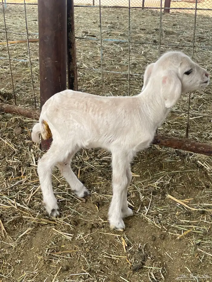 بهم حري بهم دواغير 51