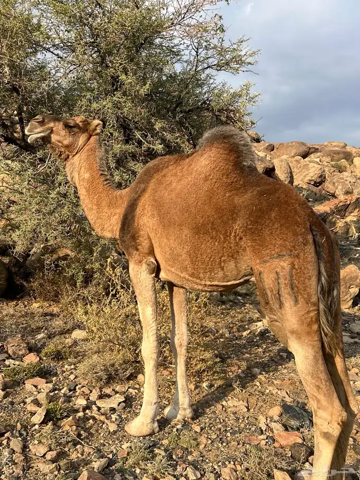 ناقه حمراء من العوادي 2