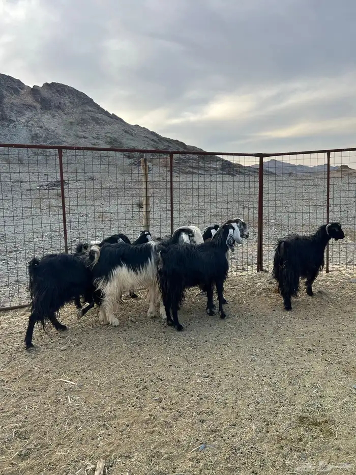 غنم وجفار مراح مضاريع ودفيع 2