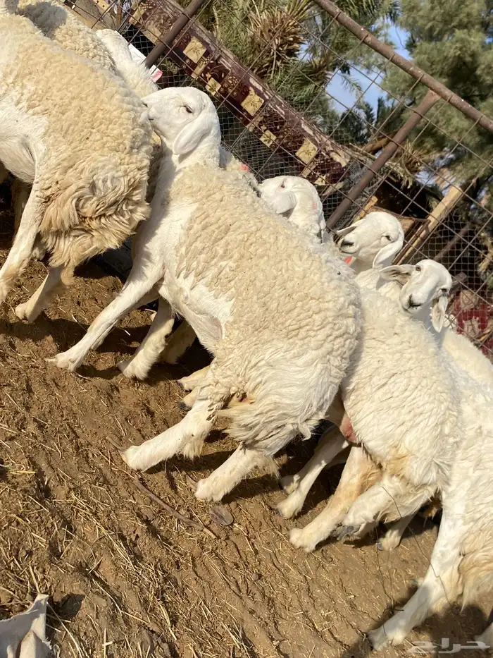 رخال حريات صنف الصنف دفيع 1