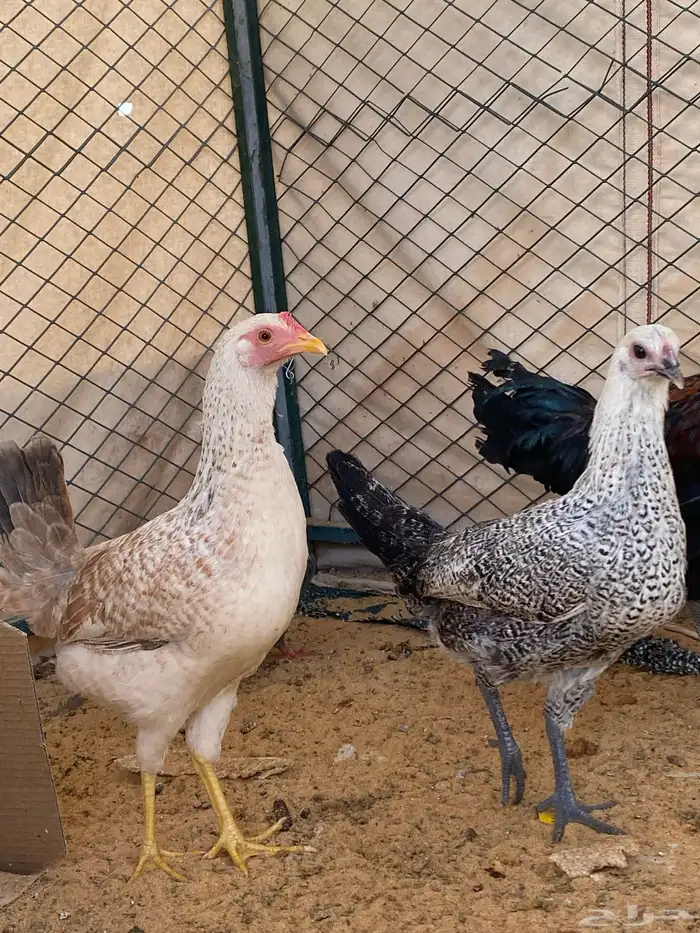 دجاجة اثنين الديك واحد للبيع 0