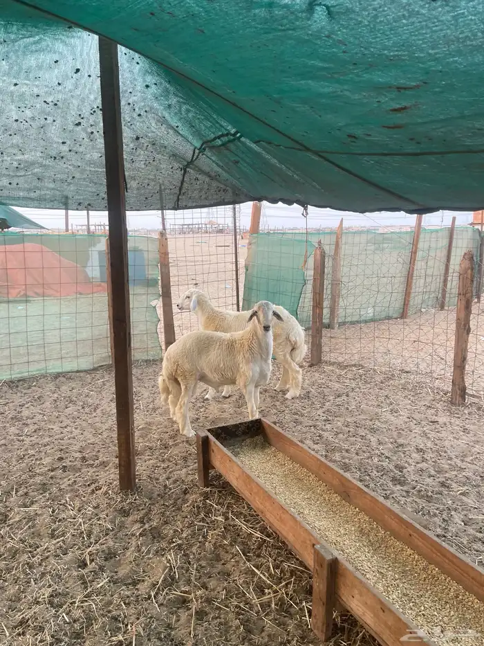 ذبائح حري وسواكني نظيفة على البرسيم والشعير شرط 1