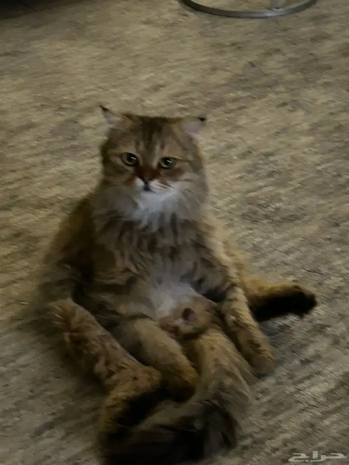 قط شيرازي تبني 3